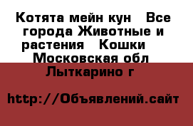 Котята мейн кун - Все города Животные и растения » Кошки   . Московская обл.,Лыткарино г.